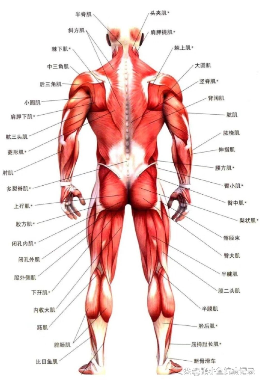 骨骼肌收缩示意图图片