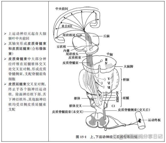 上运动神经元瘫痪图片