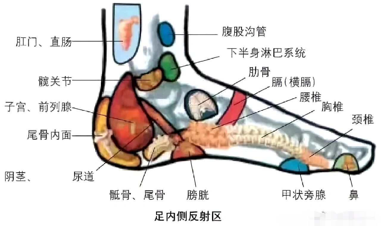 脚背图解结构图片