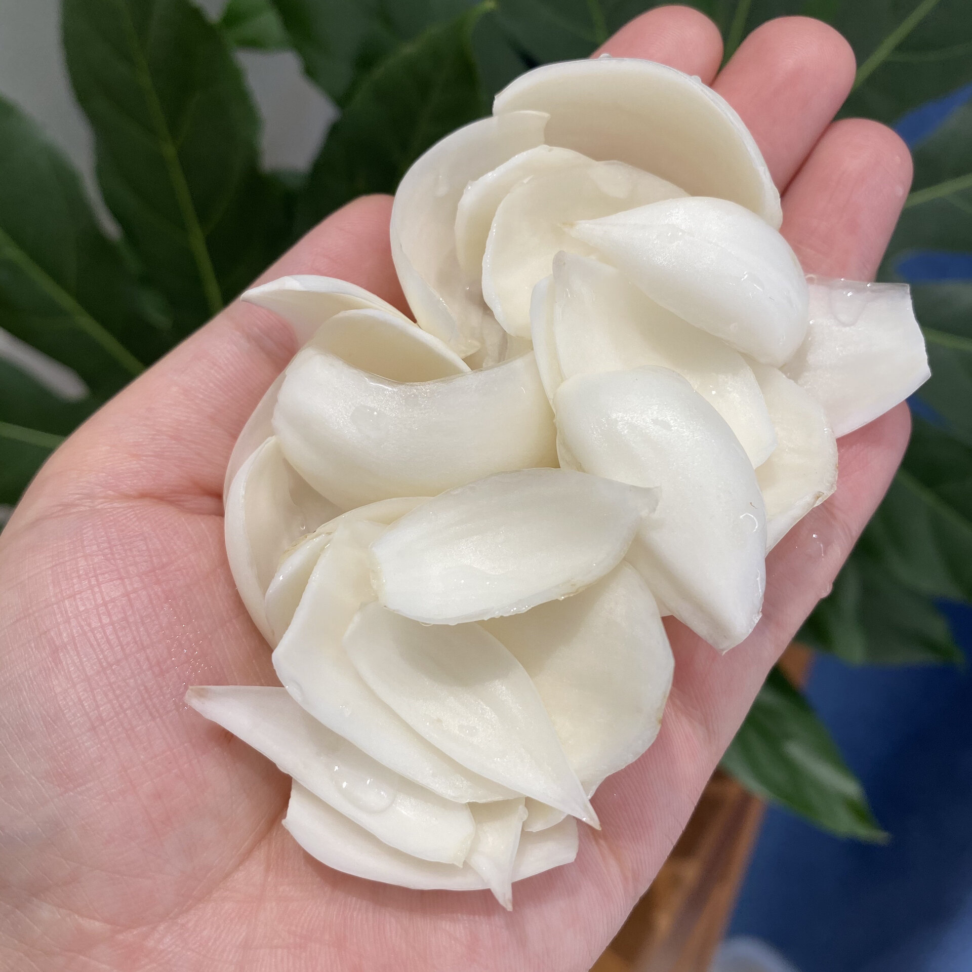 同时也是唯一味甜可食用百合我国著名植物分类学家孔宪武