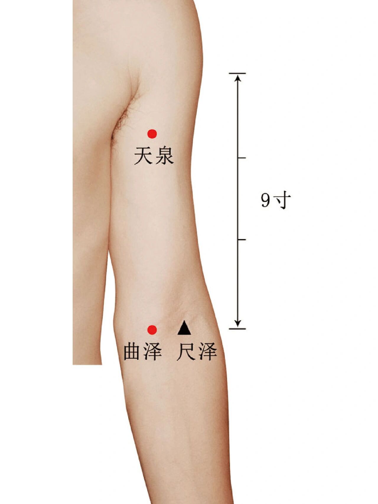 尺泽和曲泽准确位置图图片