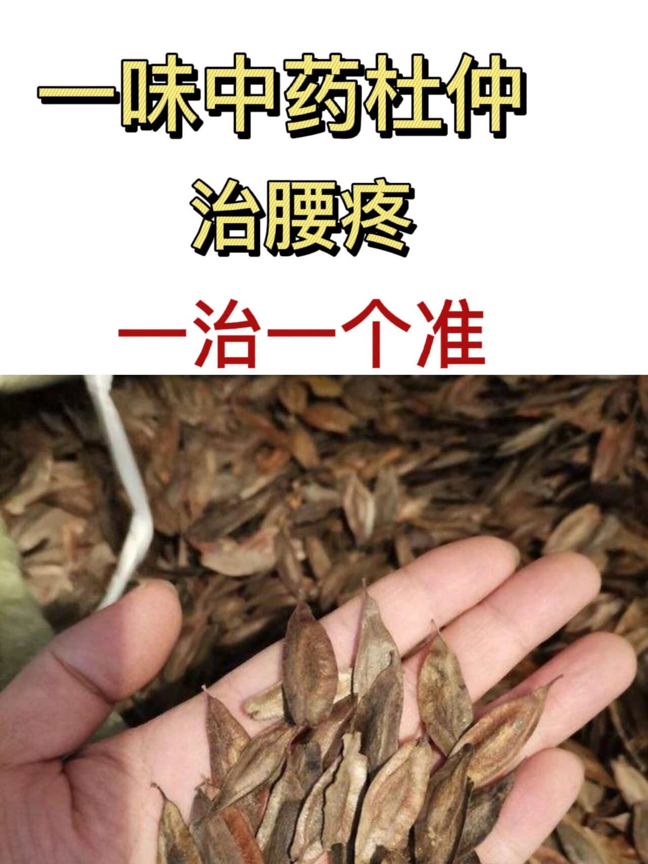 一味中药杜仲