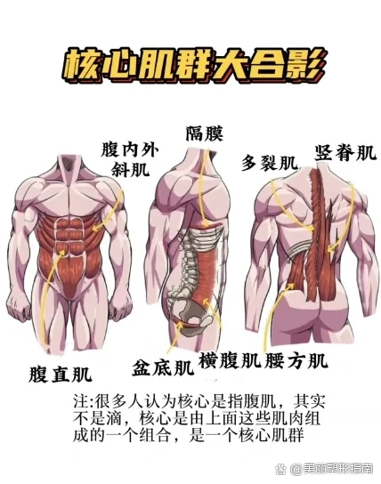 背部肌肉群图解图片