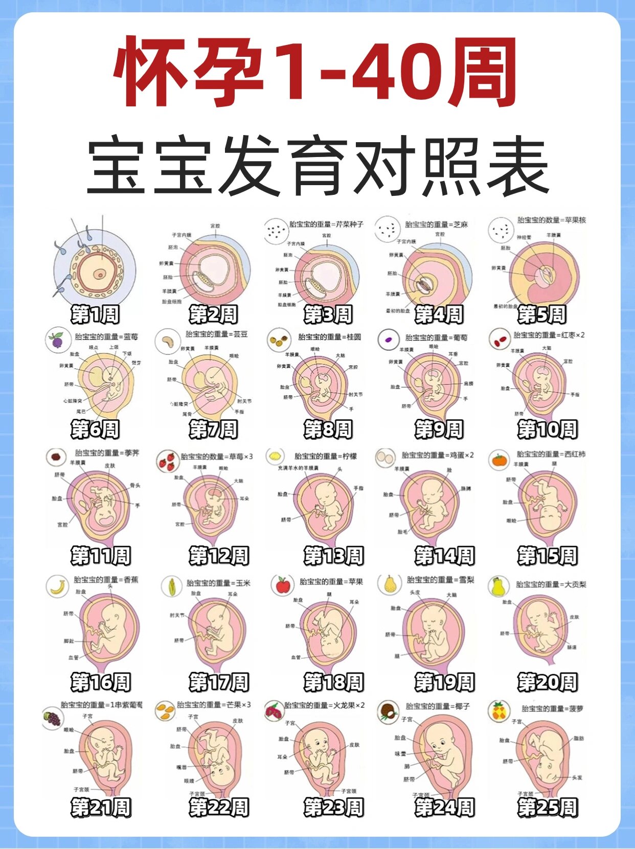 1+40周胎儿标准数值表