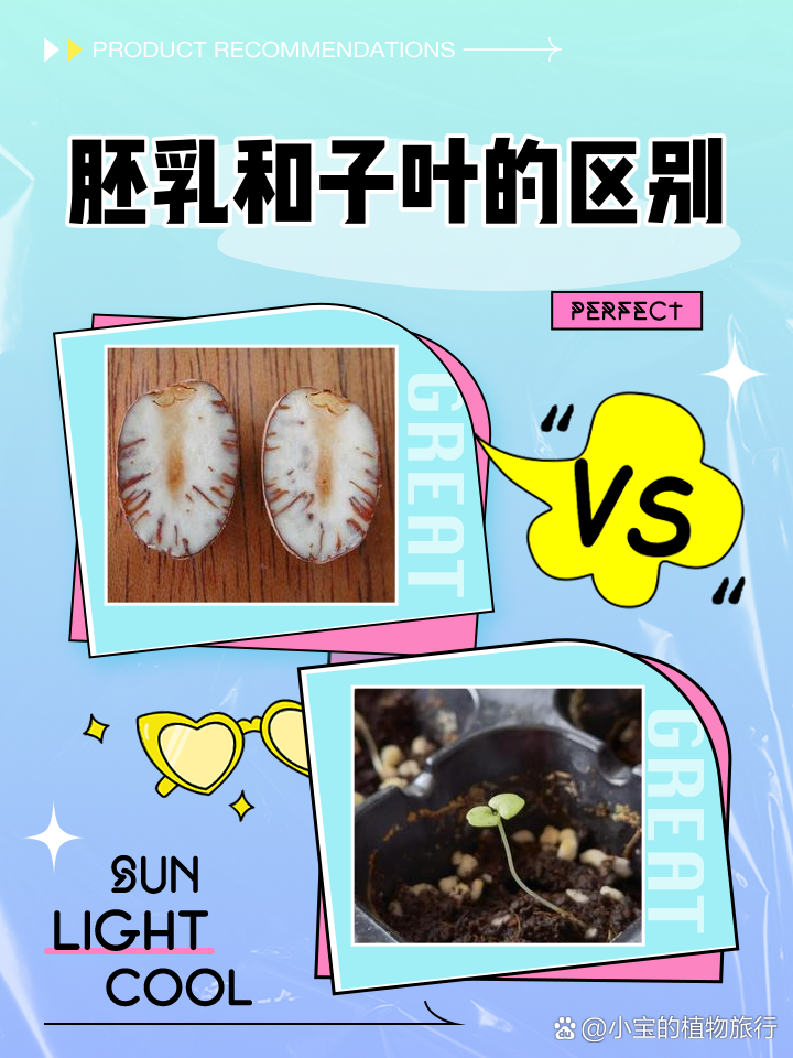 胚乳和子叶的区别