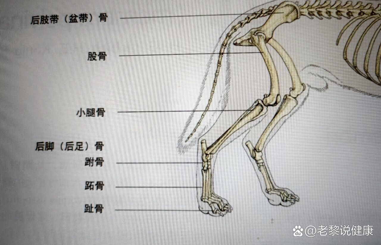 狗狗解剖图(前肢与后肢)