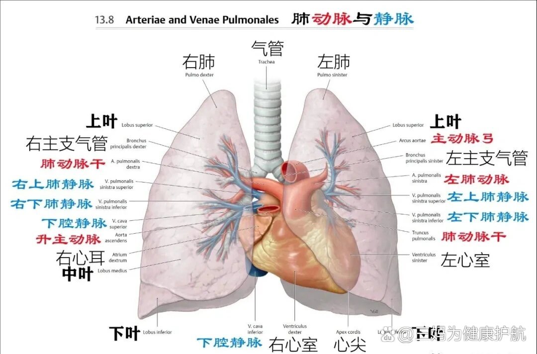 一组肺部解剖图