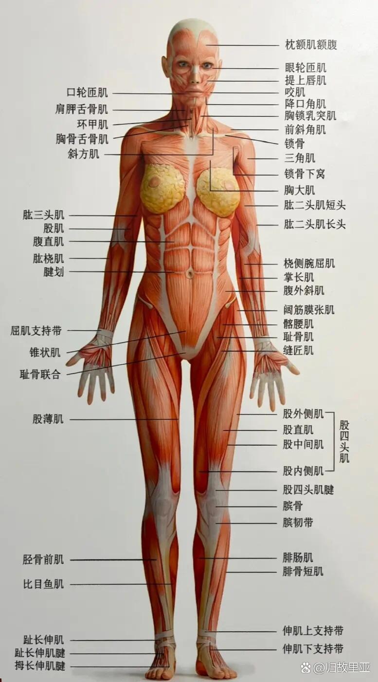 身体构造图清晰图片