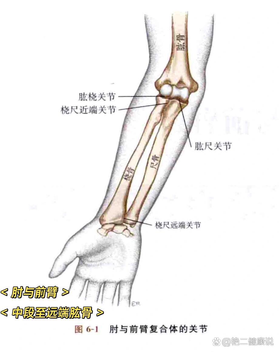 桡骨茎突位于桡骨图片