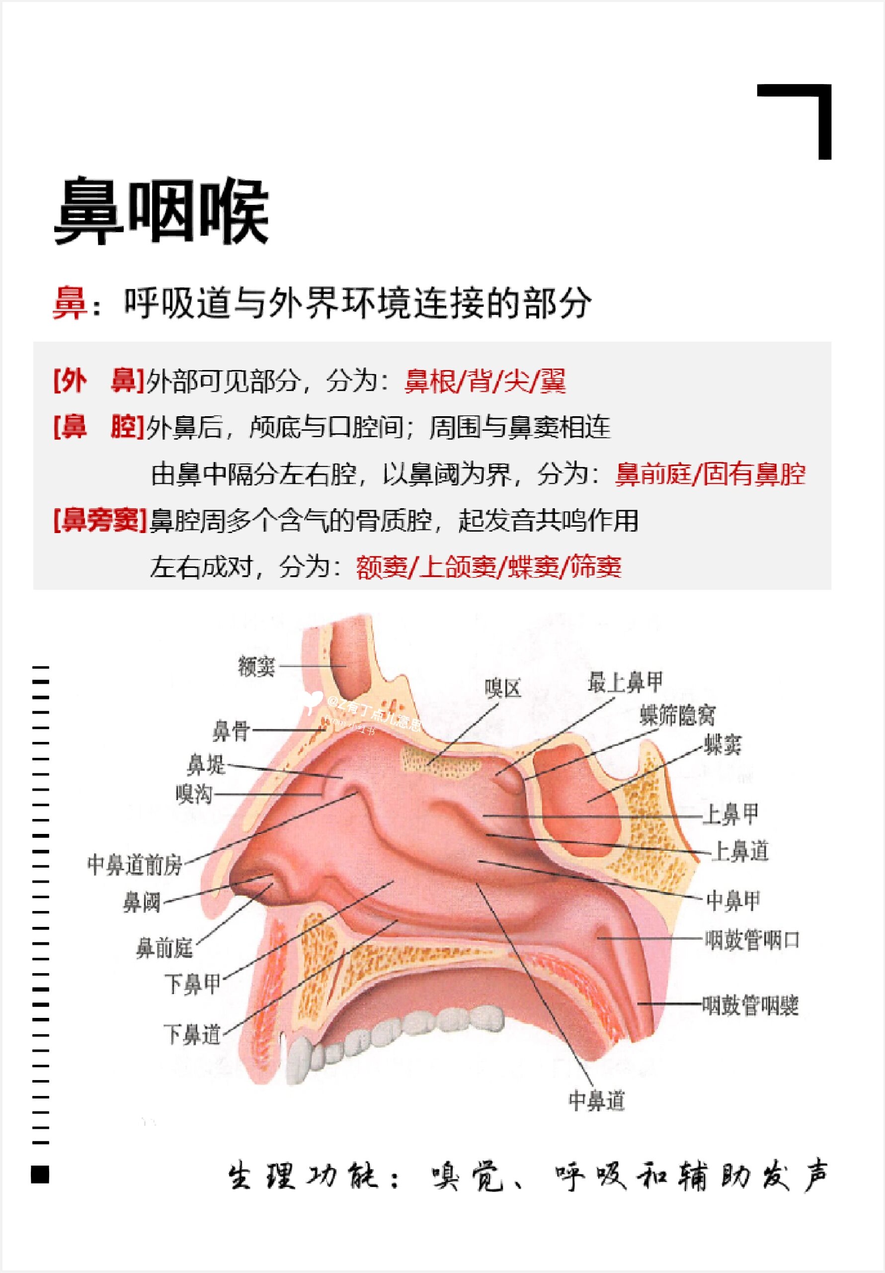 鼻旁窦解剖图3D图片