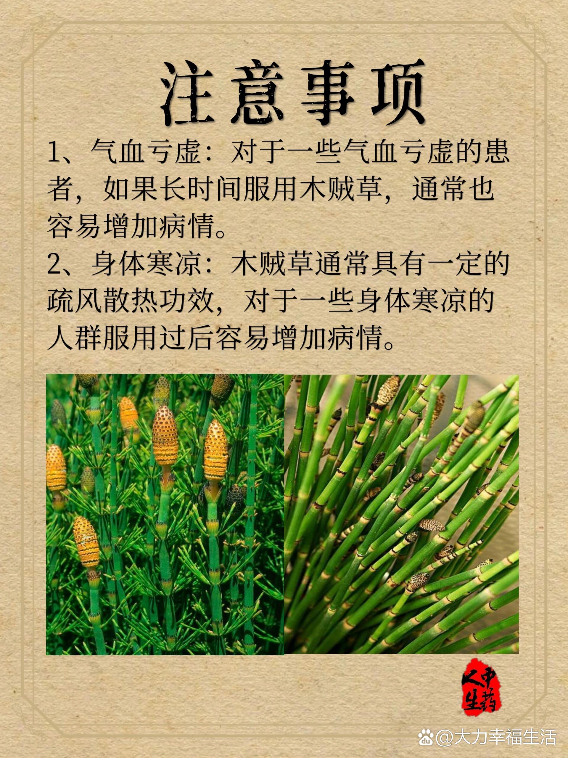 中药材—【木贼】