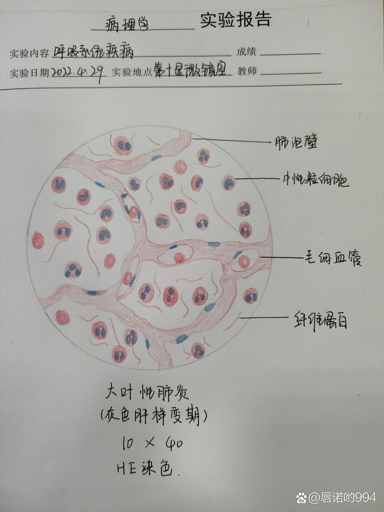 肝红蓝铅笔手绘图图片