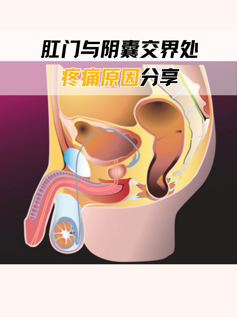 肛门与阴囊长硬包图片图片