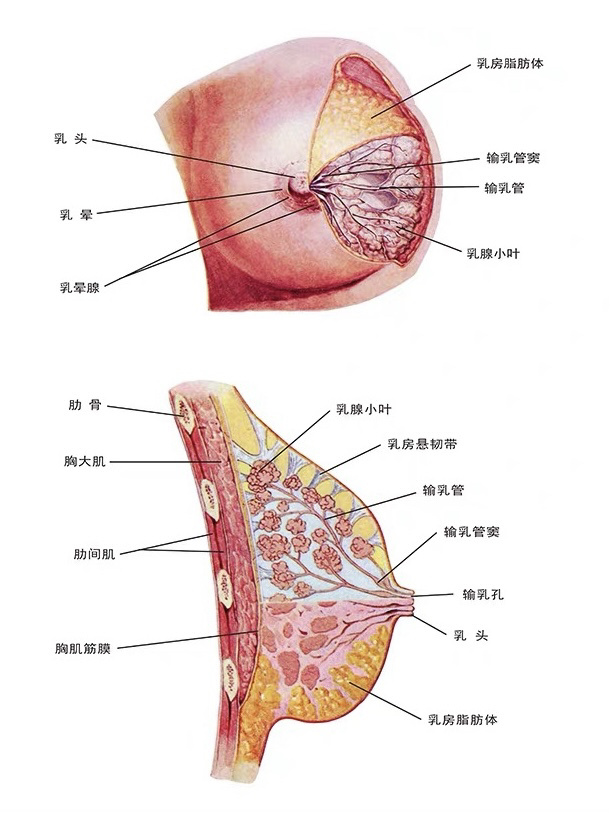 十岁半乳房正常啥样图片