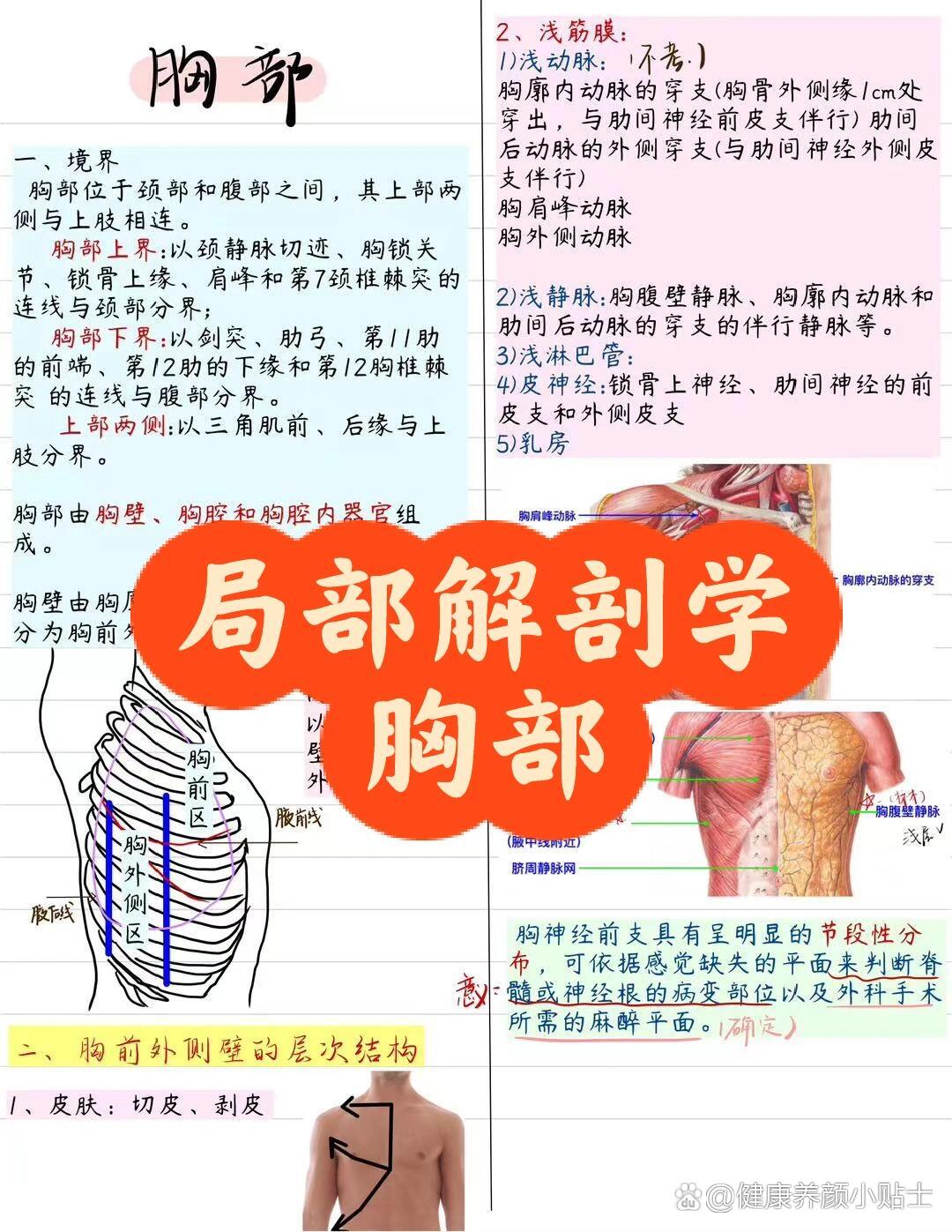 局部解剖学(六)胸部