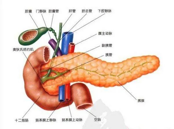 📚医学生必备：胰腺结构与功能详解🌿