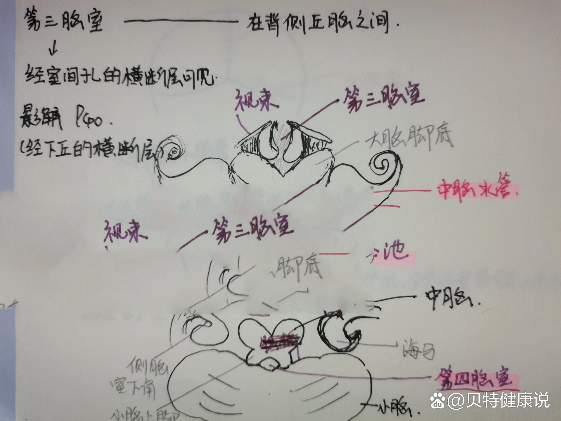 四叠体池解剖图图片