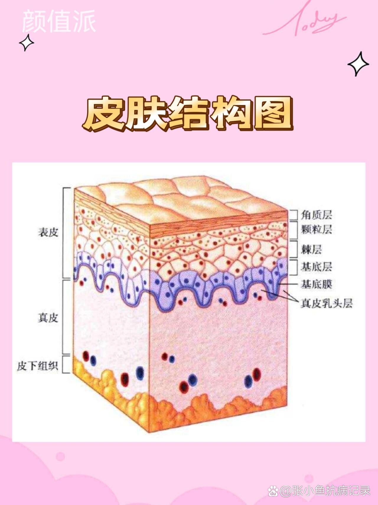 皮肤细胞结构图高清图图片