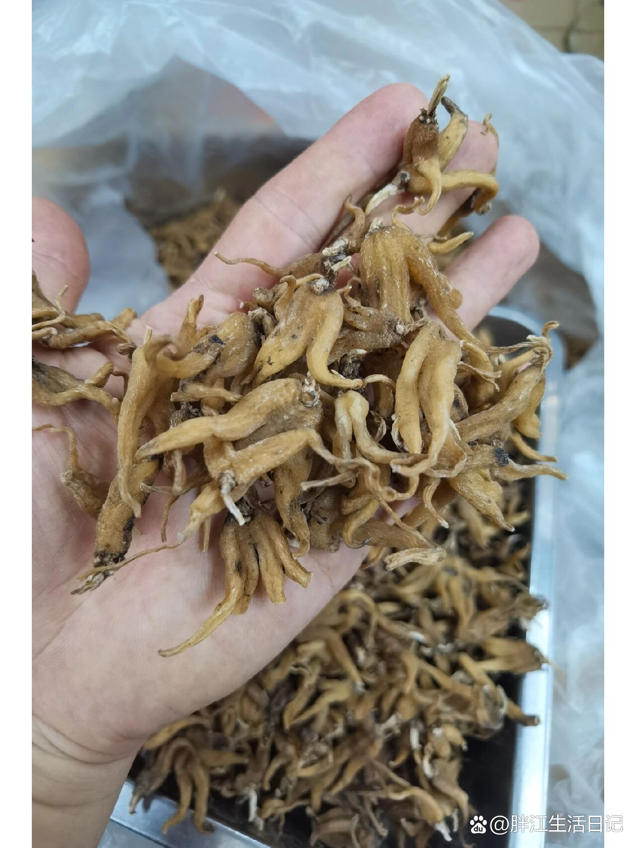 西藏手掌参