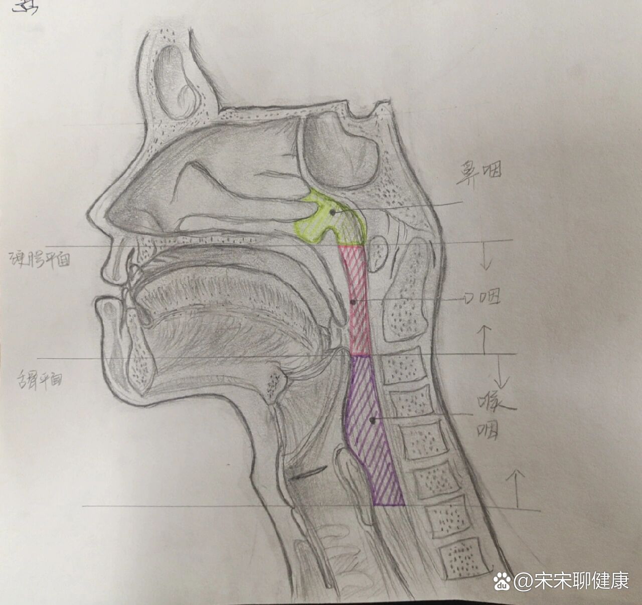 咽解剖图手绘图片