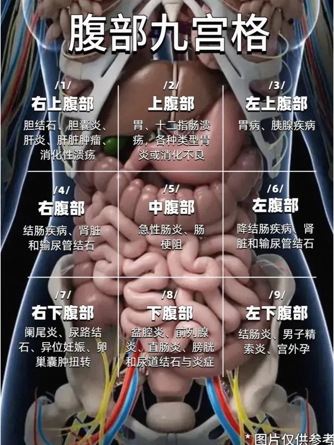 一图了解自己的腹部结构,痛在哪里一目了然