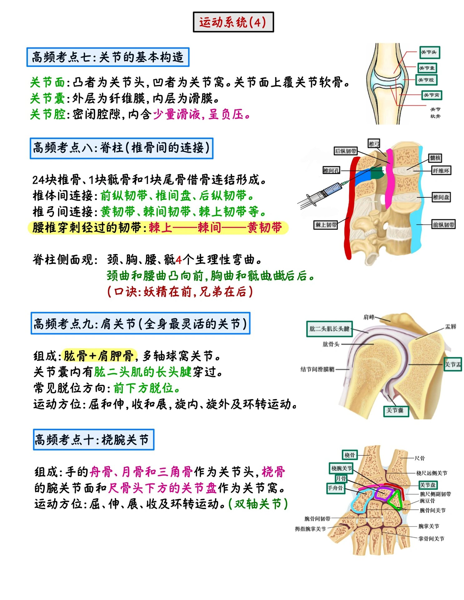 解剖学:运动系统2