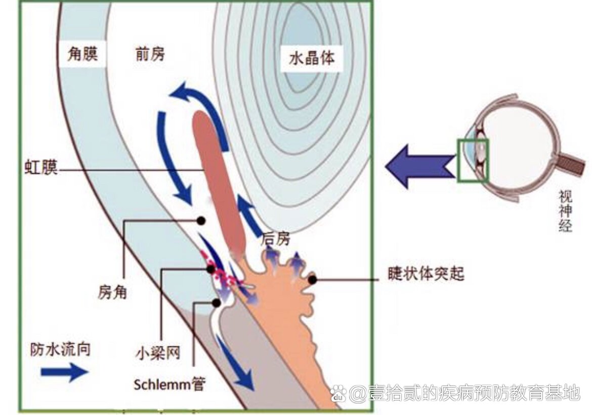 中医水液代谢的过程图图片