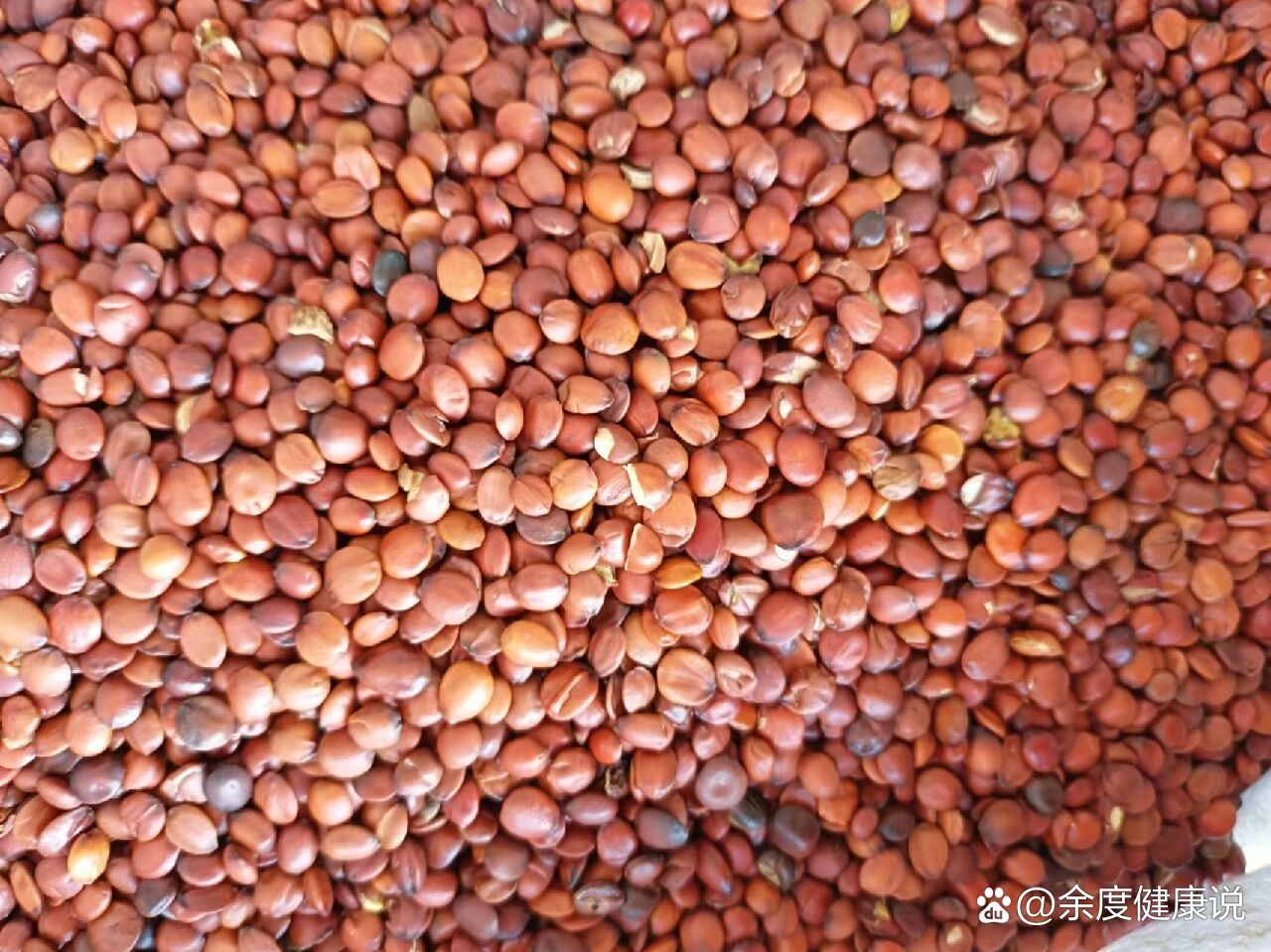 优质中药材——酸枣仁(98货)