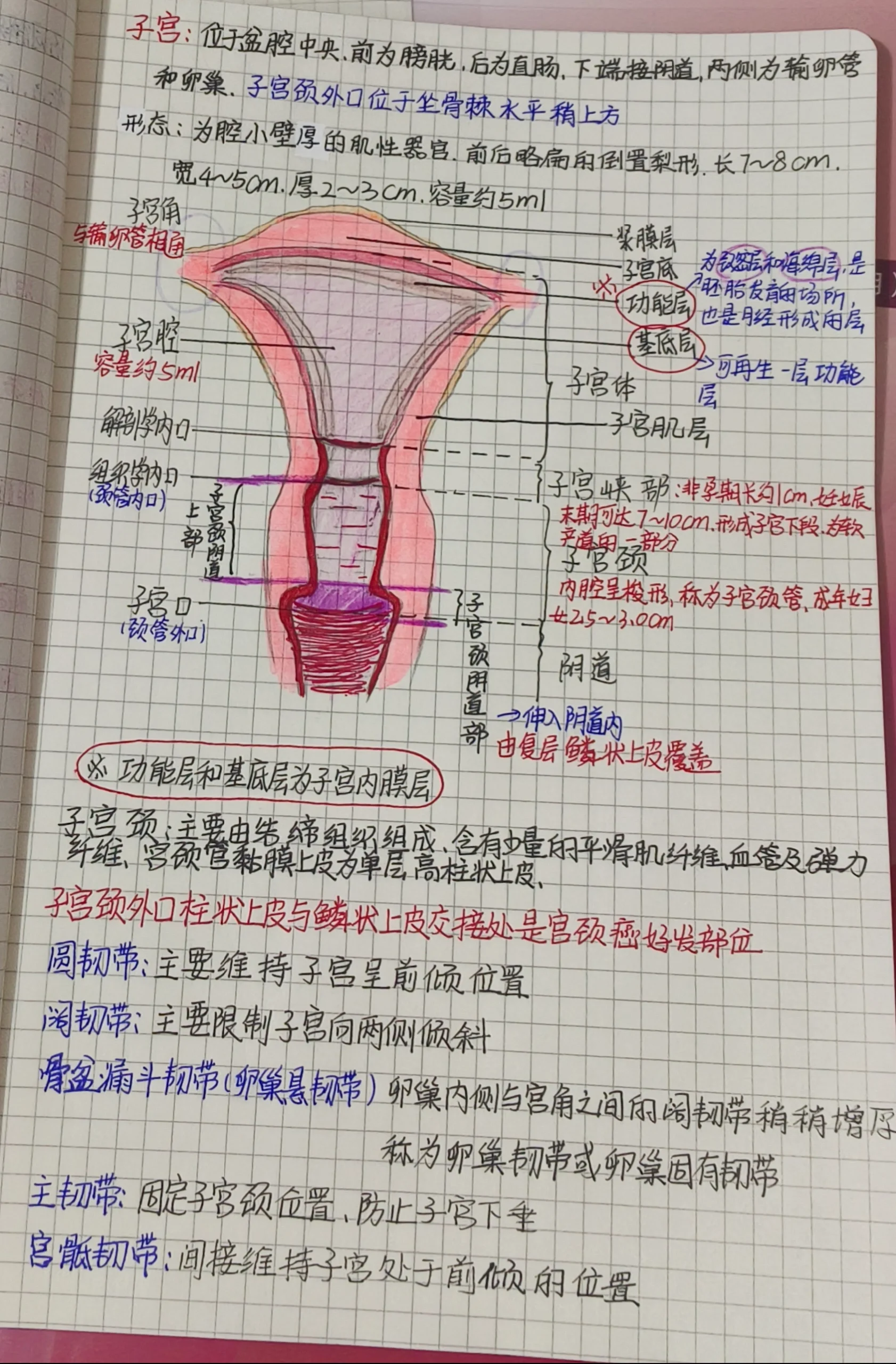 母兔子子宫结构图图片