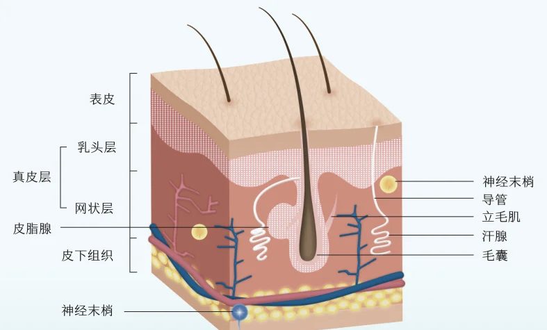 皮肤结构详解：表皮、真皮和皮下组织