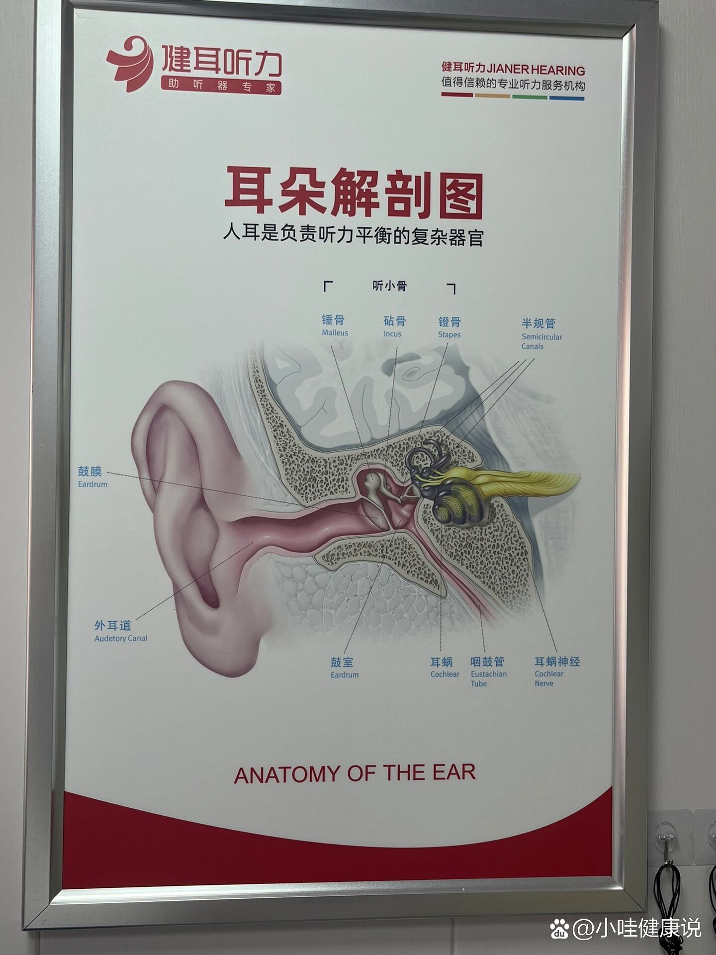 耳朵的解剖结构?