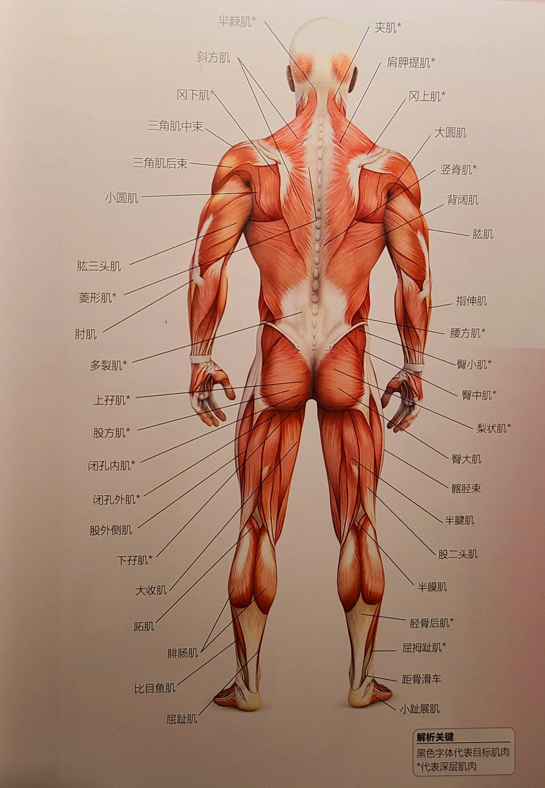 人体训练常涉及的肌肉位置及名称