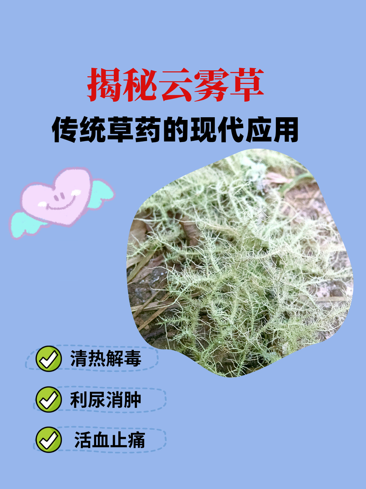 在古老的中医药宝库中,云雾草以其独特的药效和