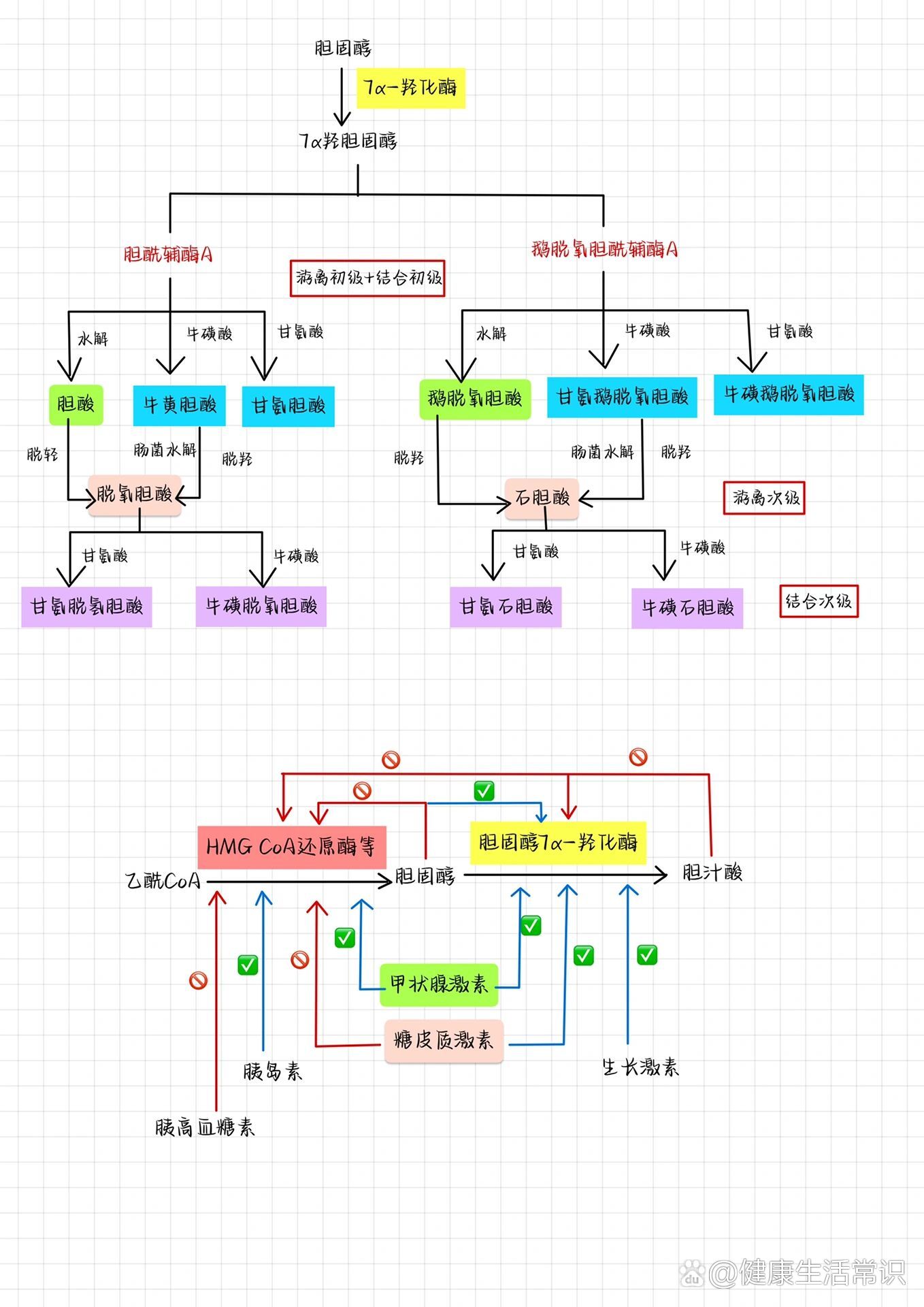 胆固醇的合成与代谢