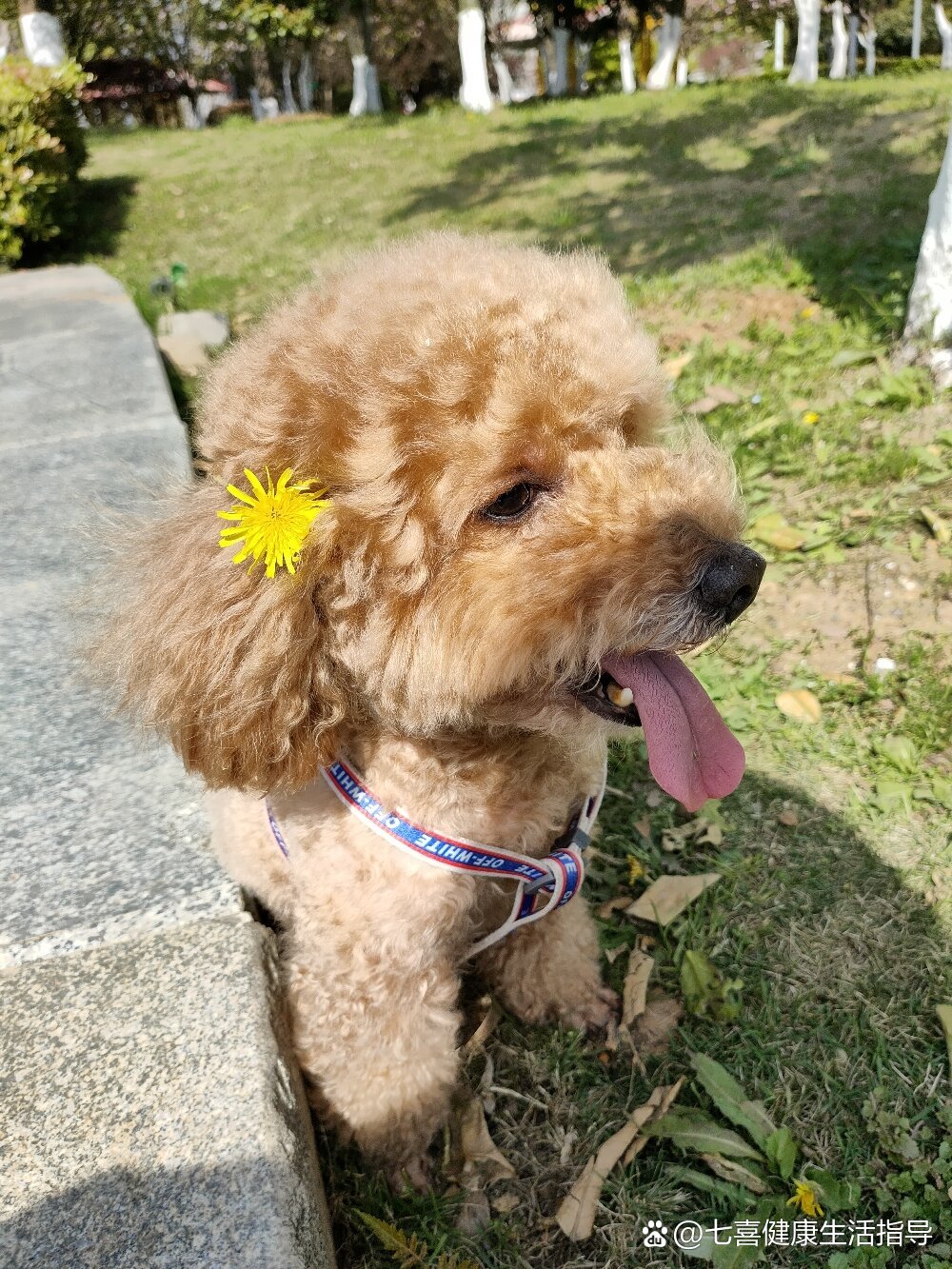 我的狗狗得了焦虫病