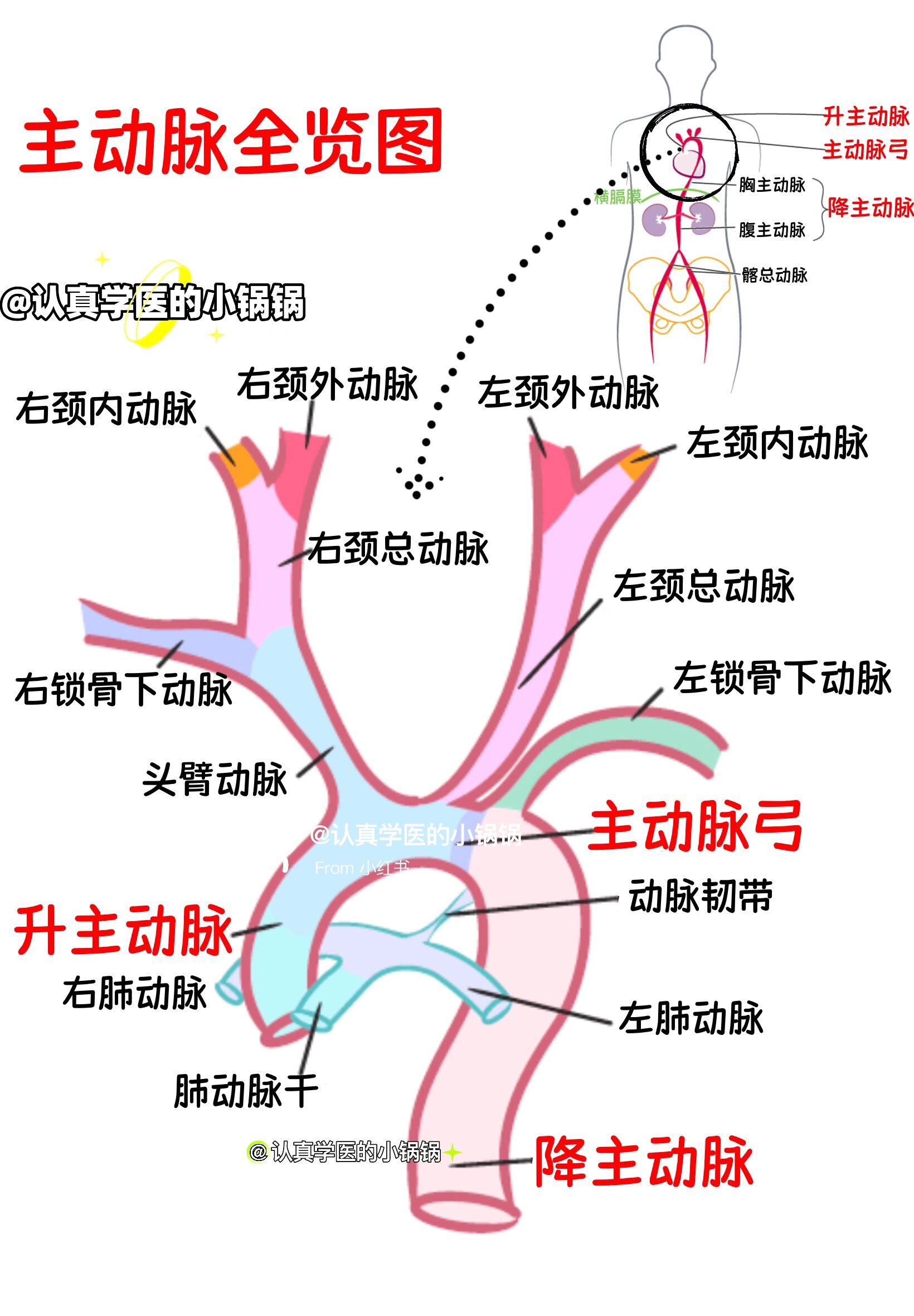 主动脉走行图图片