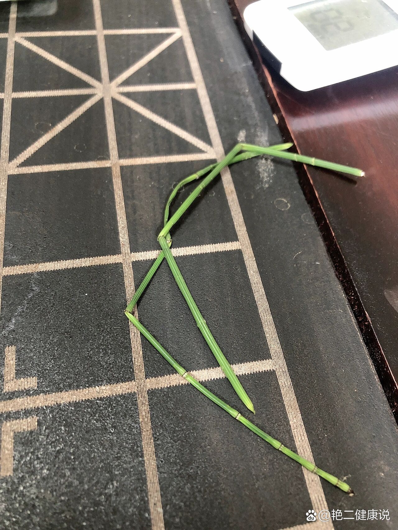 吸金草又叫节节草