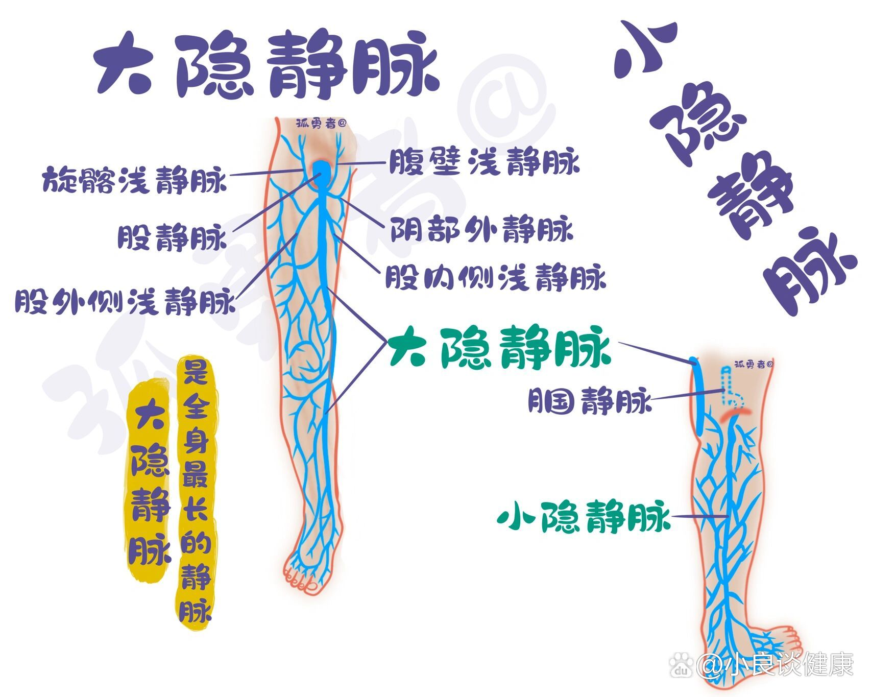 大隐静脉分支图片