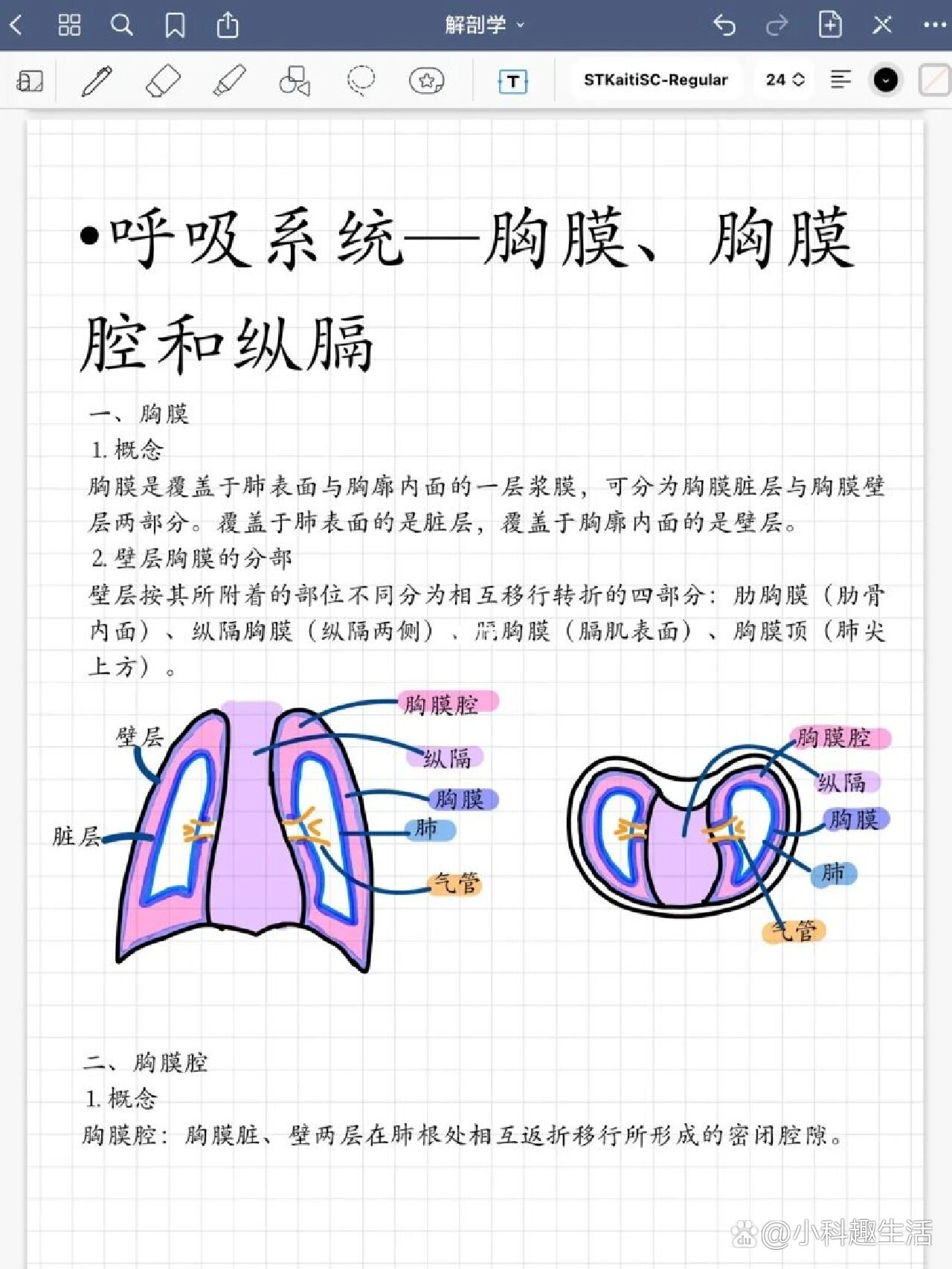 胸膜前界的体表投影图图片