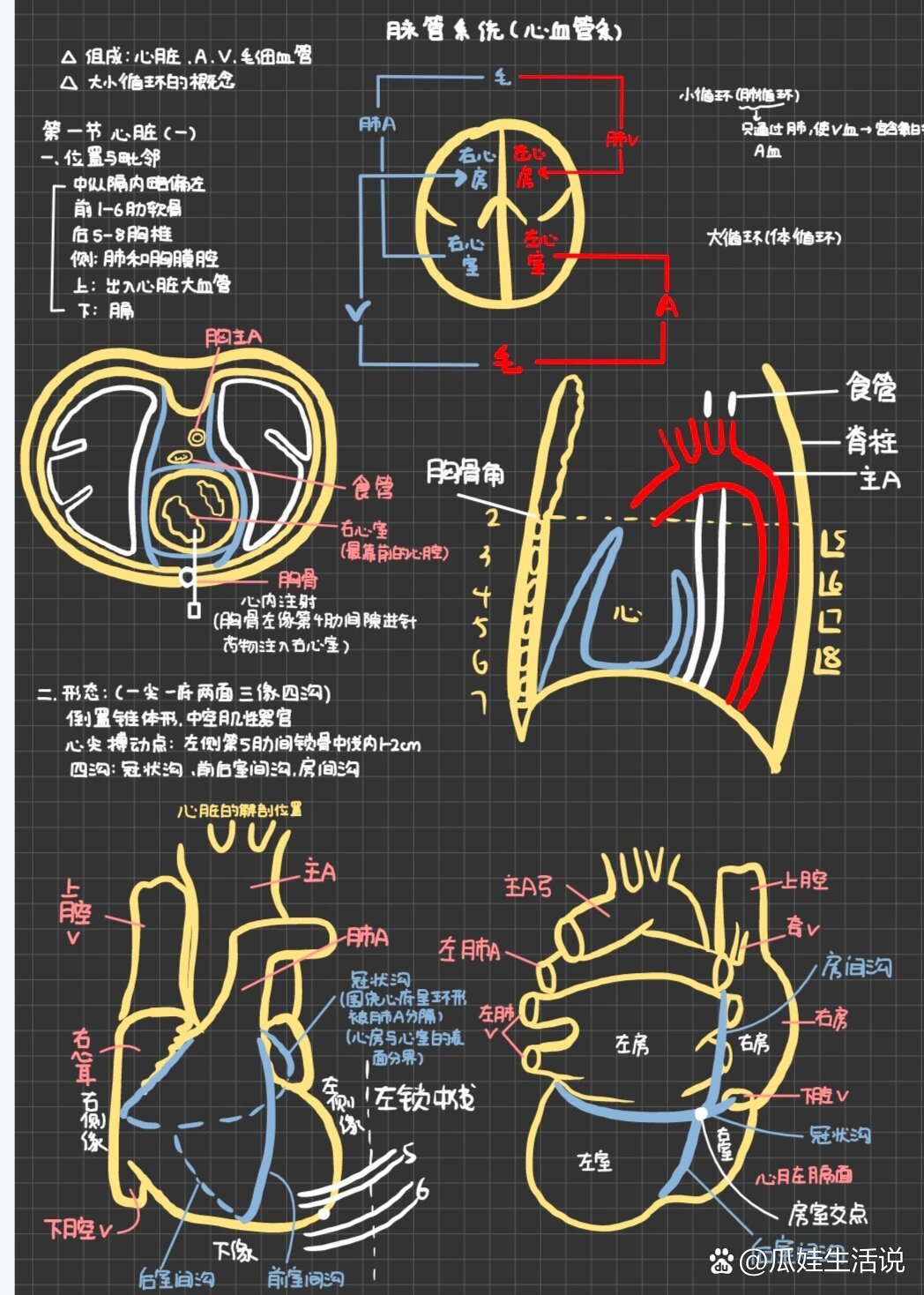 解剖学笔记——脉管系统(1)