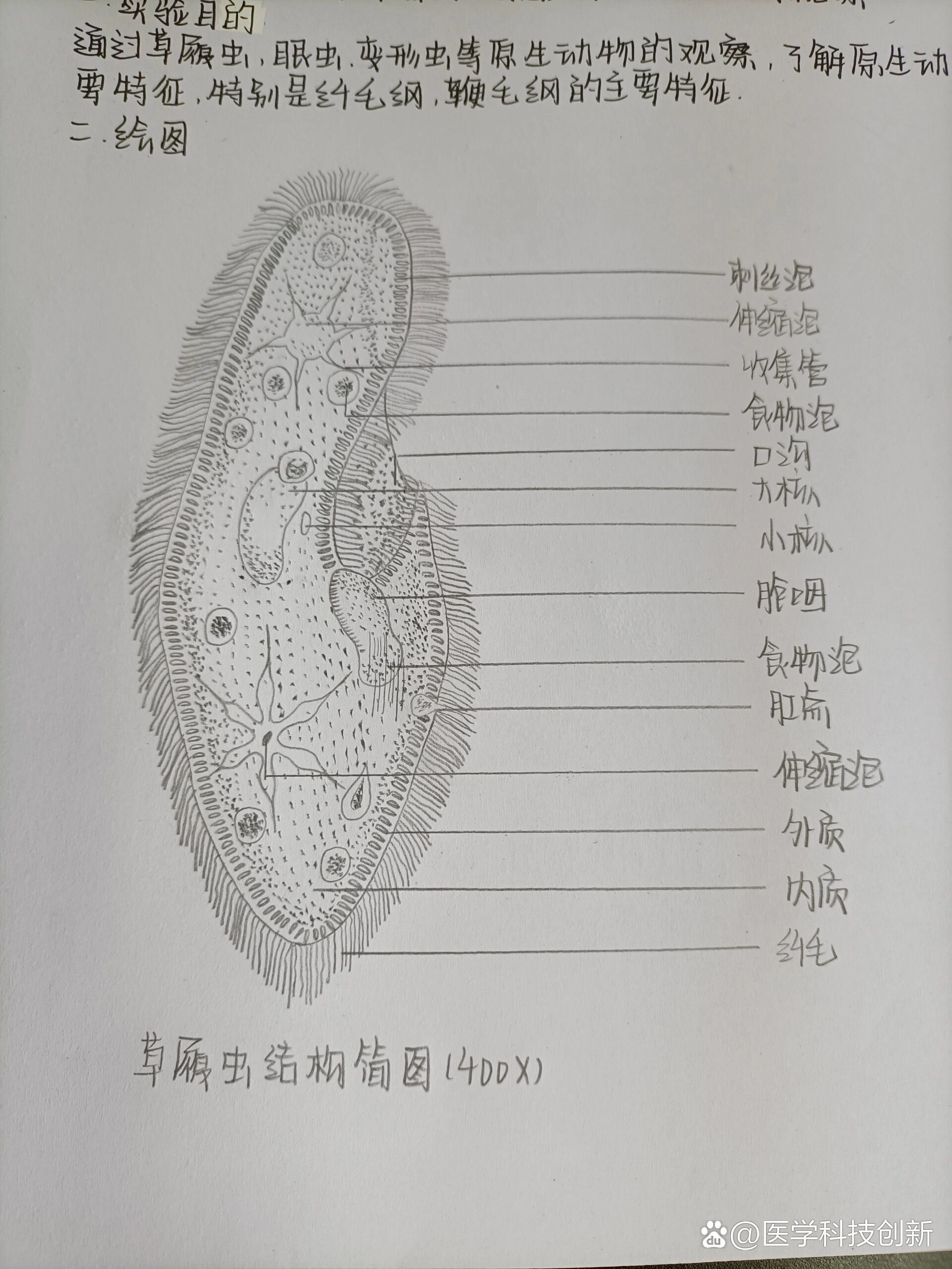 草履虫的结构图绘画图片