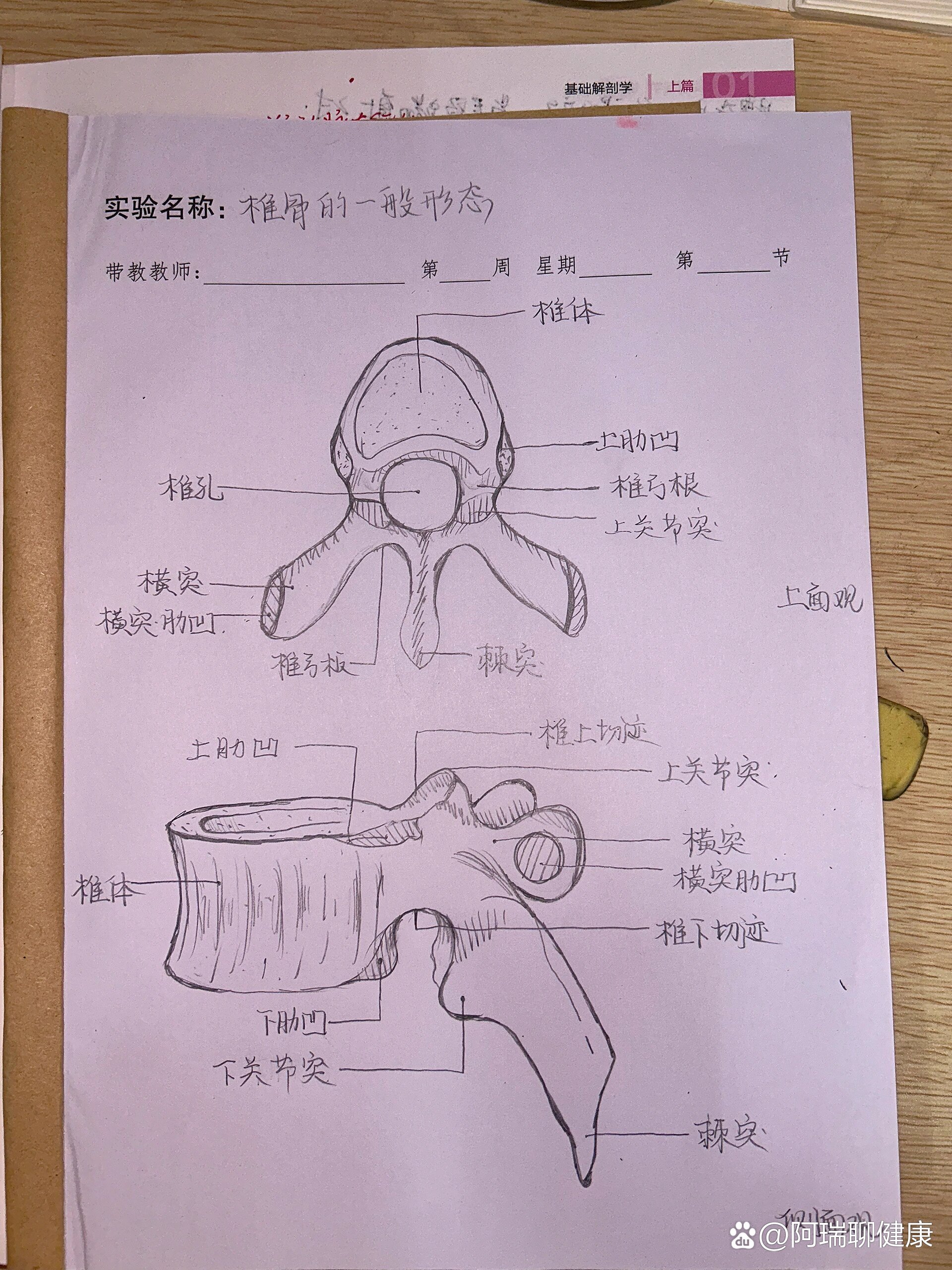 椎骨形态图片