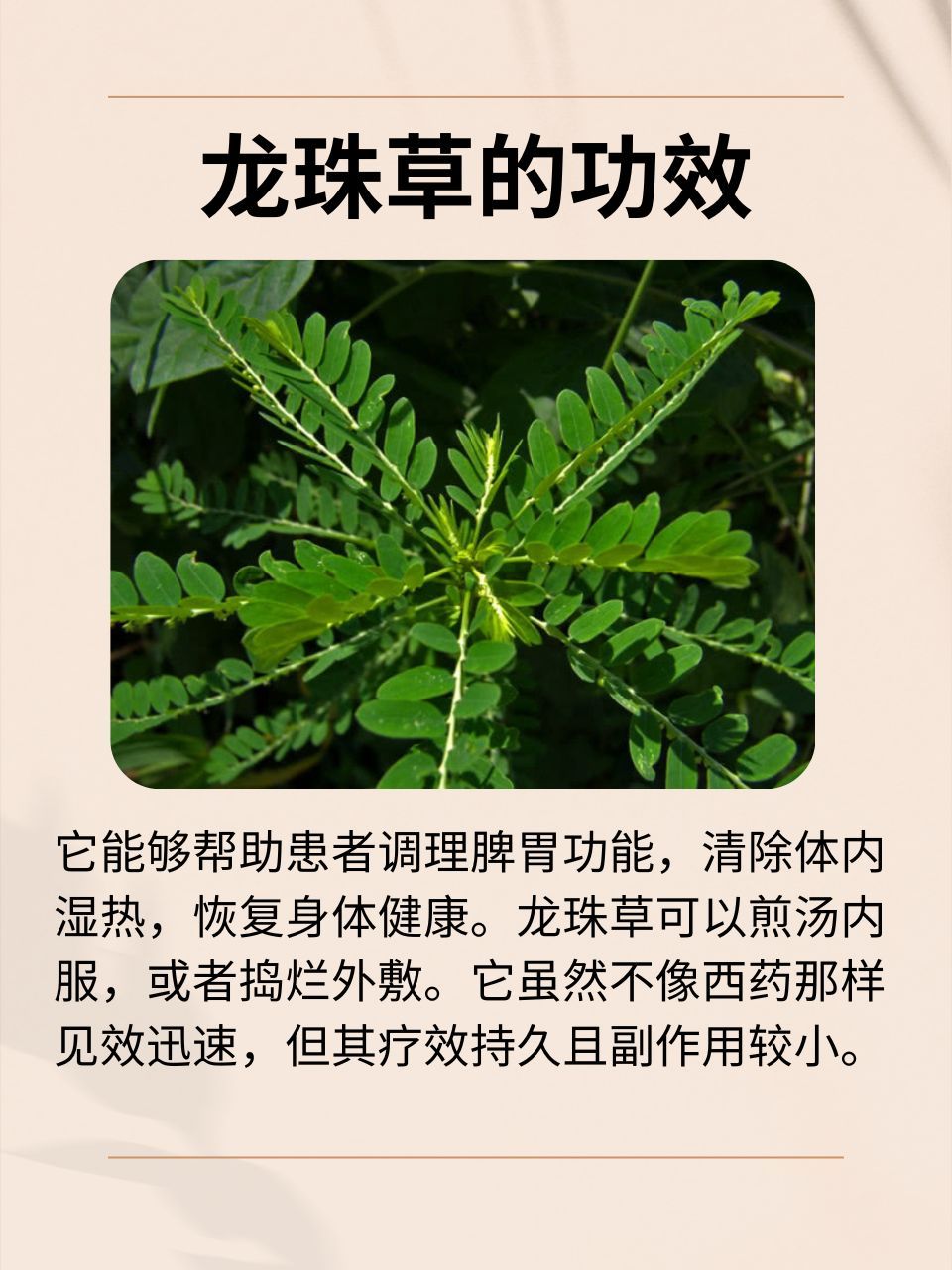 龙珠草:神奇草药的魅力与功效,探索其背后的故事与奥秘!