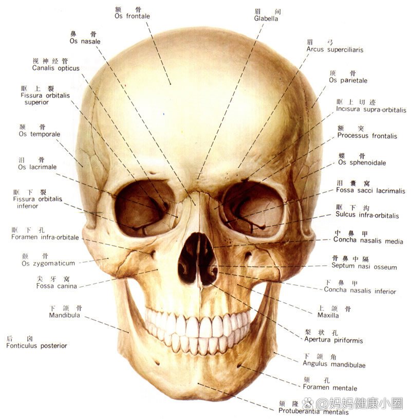 头骨名称图片