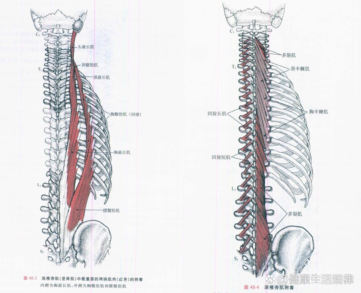 椎旁肌肉解剖图片