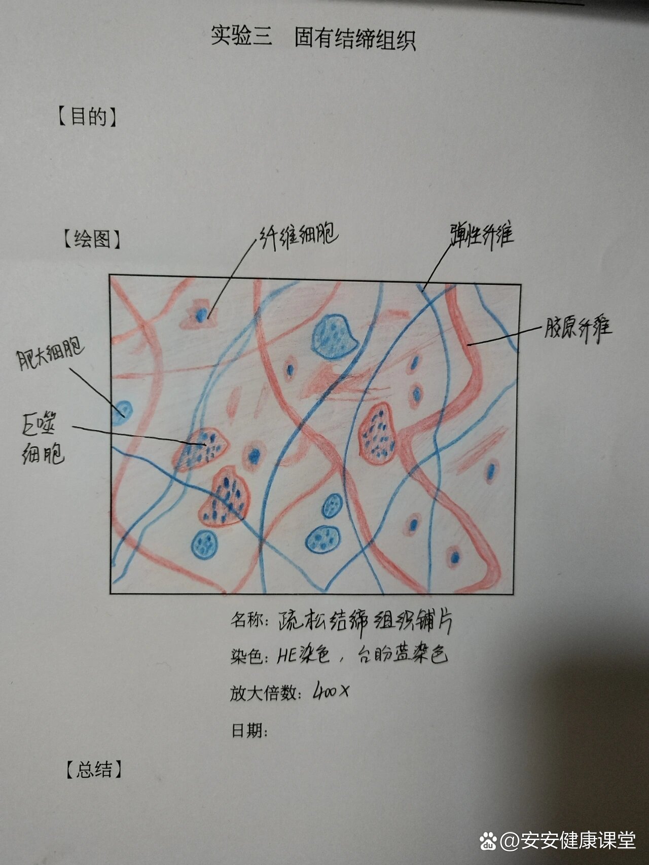 结缔组织图片及名称图片