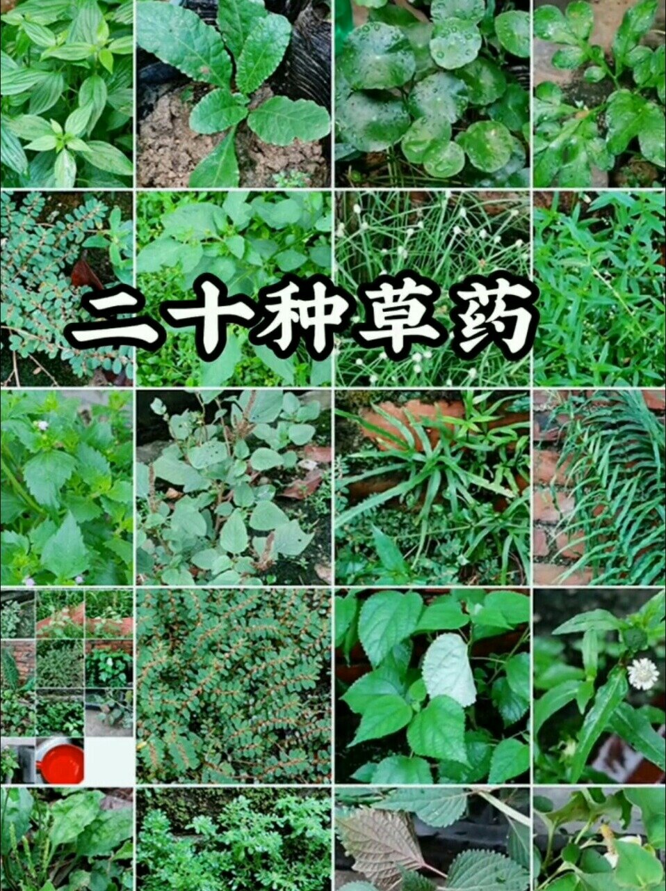 12000种中草药大全图片图片