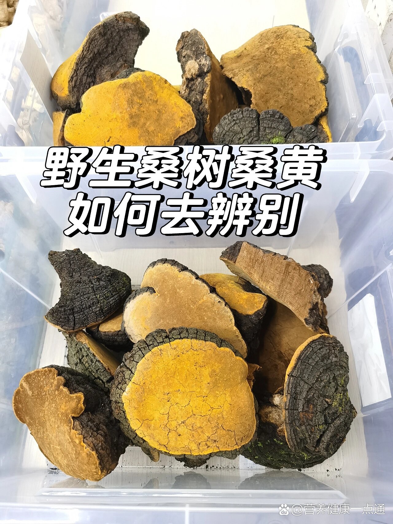 桑黄菌菌种价图片