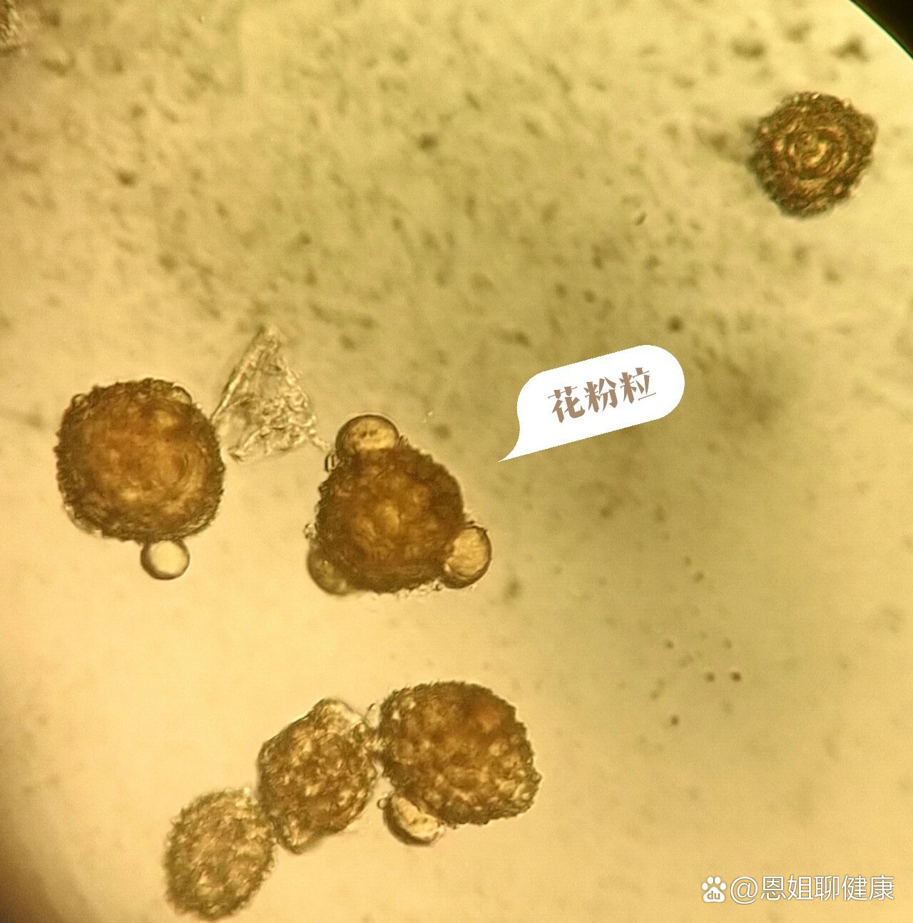 怀菊花的显微鉴定图片图片