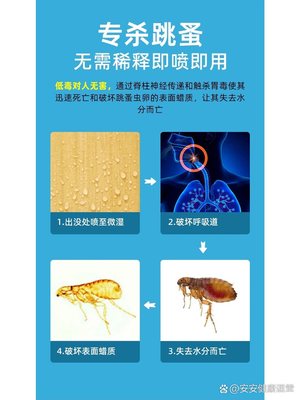 一招教你彻底消灭跳蚤